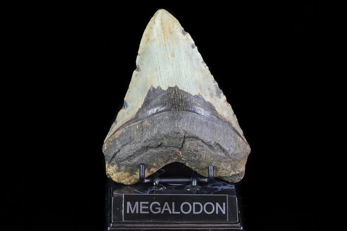 Large, Fossil Megalodon Tooth - North Carolina #75525